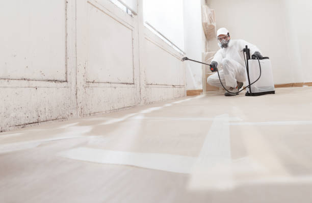 Black mold remediation team in Hackensack